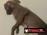 Cachorros de pitbull