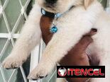😍 HERMOSOS CACHORROS GOLDEN RETRIEVER 😍