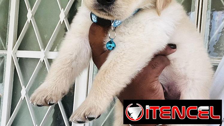 😍 HERMOSOS CACHORROS GOLDEN RETRIEVER 😍