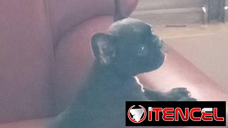 Si buscas un amigo fiel no dudes puede ser un pastor Alemán, pitbull, Chihuahua, shitzu, bulldog Salchicha 53818081