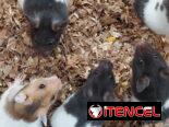 Variedad de hamster( pequeños y grandes). Jaulas. Pienso. Comederos. Ruedas
