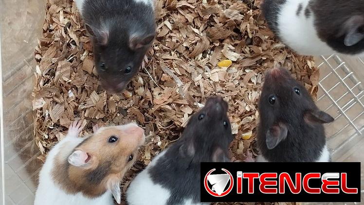 Variedad de hamster( pequeños y grandes). Jaulas. Pienso. Comederos. Ruedas