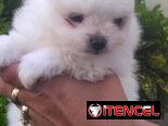POMERANIAS,ambos sexos,en negro en 800 y los blancos en 1000 USD o equivalente,TENGO MENSAJERÍA,de 50 días,desparacitado