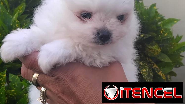 POMERANIAS,ambos sexos,en negro en 800 y los blancos en 1000 USD o equivalente,TENGO MENSAJERÍA,de 50 días,desparacitado