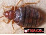 Sprays Insecticida para Chinches