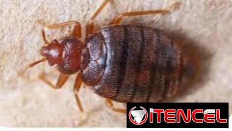 Sprays Insecticida para Chinches