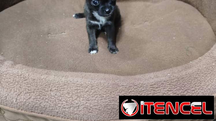 Tienda de mascotas todo tipos de artículos y perros de razas en venta