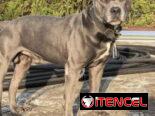 Cachorros de pitbull