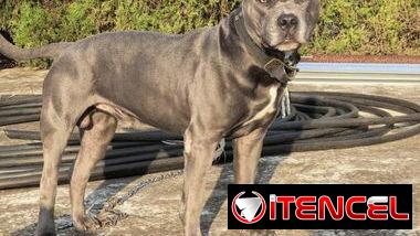 Cachorros de pitbull