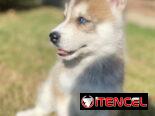 Cachorro de Huskys Siberianos