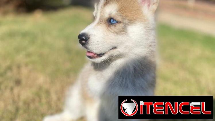 Cachorro de Huskys Siberianos