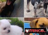 •• RAZAS DE PERROS  TALLA PEQUEÑA, MEDIANA Y GRANDE  BETTY MASCOTAS WHATSAPP 52506841 •••