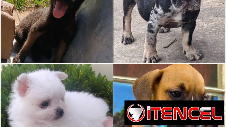 •• RAZAS DE PERROS  TALLA PEQUEÑA, MEDIANA Y GRANDE  BETTY MASCOTAS WHATSAPP 52506841 •••