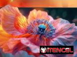 Hisense de 43” QLED 4K UHD ( serie QD6 del 2025 )