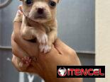SHIHUAHUA MINI,hembra,en 300 USD o equivalente(ACEPTO TRANSFERENCIA)TENGO MENSAJERÍA,tiene 55 días y está desparacitada