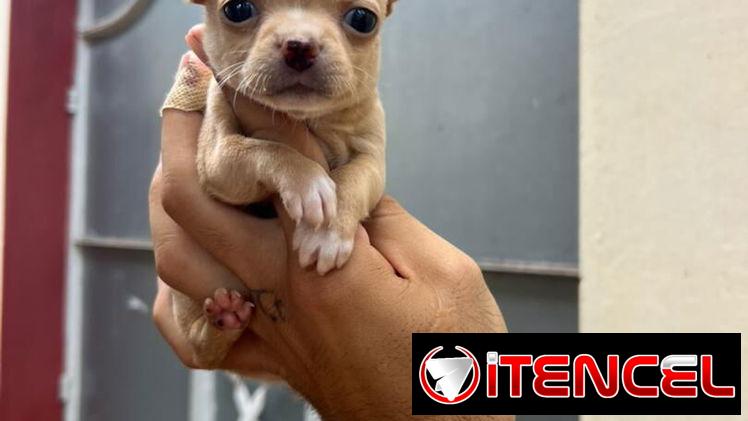 SHIHUAHUA MINI hembra,en 300 USD o equivalente(ACEPTO TRANSFERENCIA)TENGO MENSAJERÍA,tiene 50 días y está desparacitada