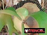 Platycerium y variadas plantas ornamentales