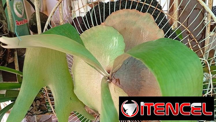 Platycerium y variadas plantas ornamentales