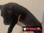 Cachorros de pitbull