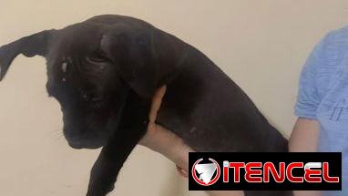 Cachorros de pitbull