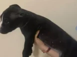 Cachorros de pitbull