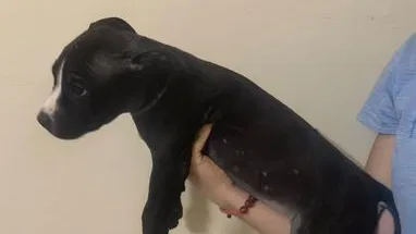 Cachorros de pitbull
