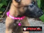 PASTOR MALINOIS,machos en 250 y hembras en 300 USD o equivalente,TENGO MENSAJERÍA,42 días,desparacitados,historia clínic