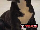 PITBULL,macho,en 130 USD o equivalente(ACEPTO TRANSFERENCIA)TENGO MENSAJERÍA,de 3 meses(pesa 7.8kg) y esta desparacitado