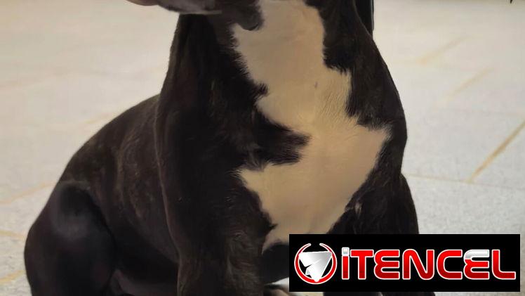 PITBULL,macho,en 130 USD o equivalente(ACEPTO TRANSFERENCIA)TENGO MENSAJERÍA,de 3 meses(pesa 7.8kg) y esta desparacitado