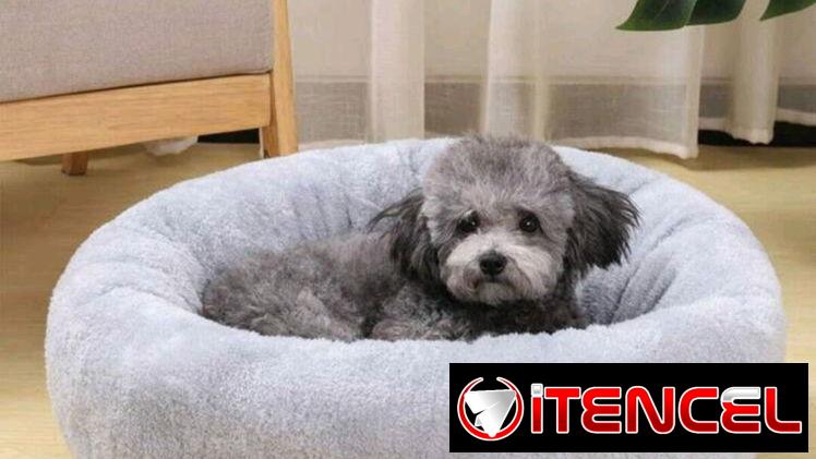 Camitas para mascotas pequeñas