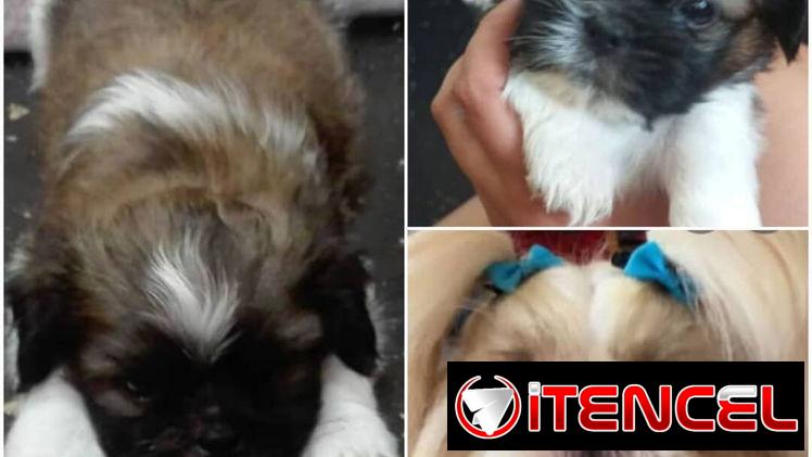 💜💜💜* 🐶  SHIH TZU AMBOS SEXOS  WHATSAPP 58746643 * 💜💜💜.