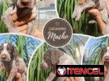 Cachorros Braço Alemán (Habana)