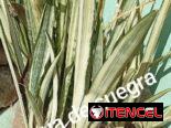 Plantas medicinales y posturas