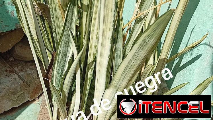 Plantas medicinales y posturas