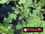Plantas medicinales y posturas