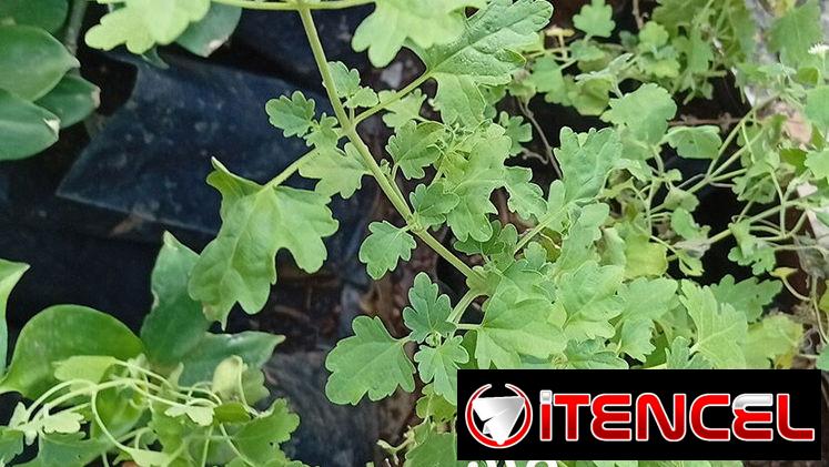 Plantas medicinales y posturas