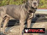 Cachorros de pitbull