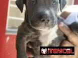 Pitbull