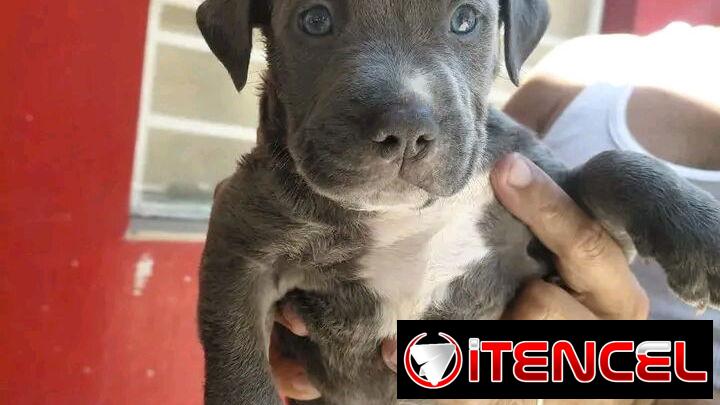 Pitbull