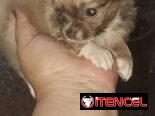 CHIHUAHUA PELO LARGO,hembra,en 300 USD o equivalente,TENGO MENSAJERÍA,tiene 50 días y está desparacitada.