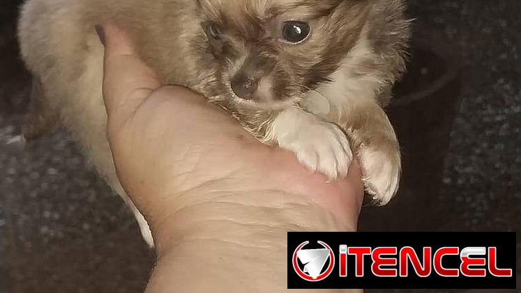 CHIHUAHUA PELO LARGO,hembra,en 300 USD o equivalente,TENGO MENSAJERÍA,tiene 50 días y está desparacitada.