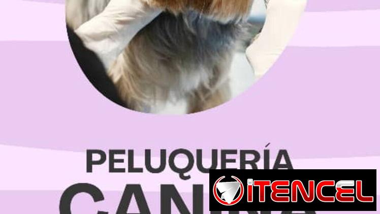 Servicio de Estética Canina a Domicilio
