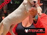 (((  DOGO ARGENTINO AMBOS SEXOS BETTY MASCOTAS WHATSAPP 52506841 )))