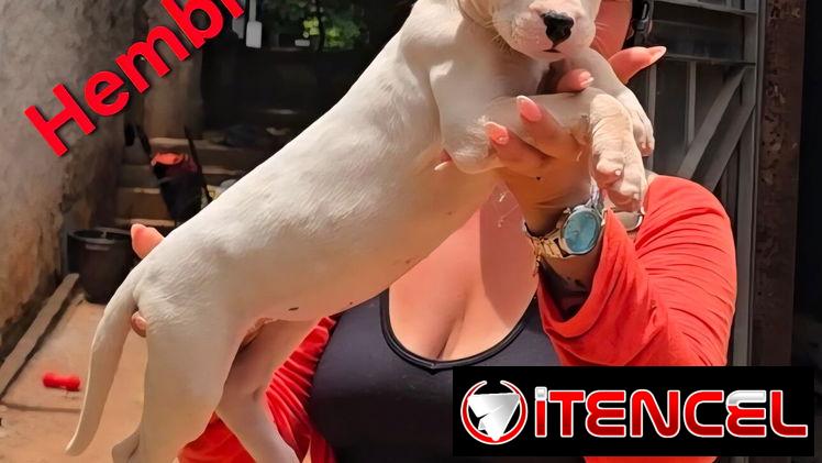 (((  DOGO ARGENTINO AMBOS SEXOS BETTY MASCOTAS WHATSAPP 52506841 )))