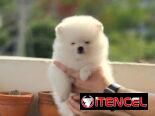 CACHORRO DE RAZA POMERANIA 🐻 🐻🐻
