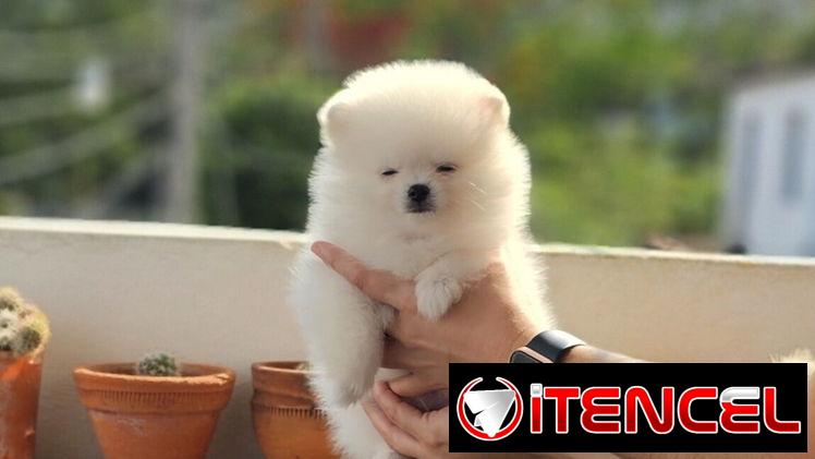 CACHORRO DE RAZA POMERANIA 🐻 🐻🐻