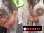 Cachorros Braço Alemán (Habana)