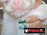 Variedad de perros de pura razas en perfecto estado