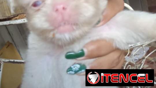 Variedad de perros de pura razas en perfecto estado