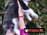 Cachorras Husky siberiano
